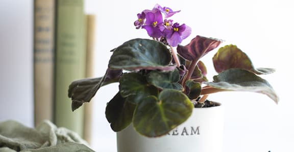 a flower in a pot with books in the background
