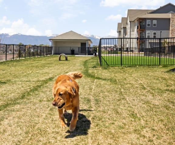 a dog running in a yard in front of a house at Upland Flats, Colorado, 80922