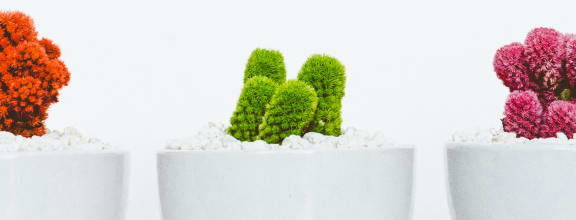 a row of cacti in white pots against a white background