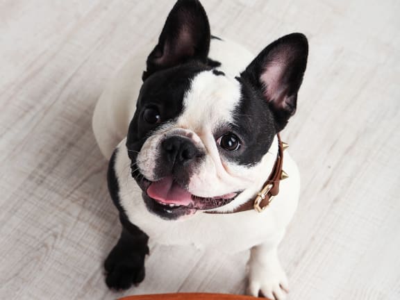 French Bulldog Smiling With Leash