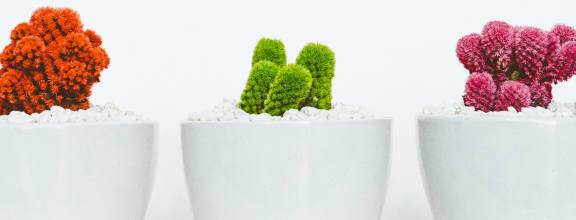 a row of cacti in white pots against a white background