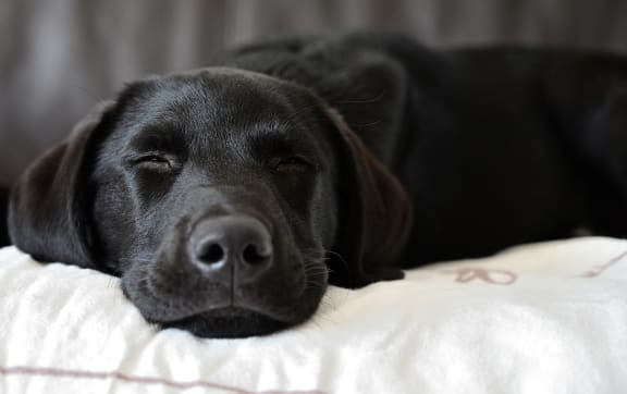 A black dog sleeping comfortably on a bed.