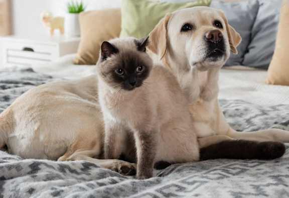 a dog and a cat sitting on a bed