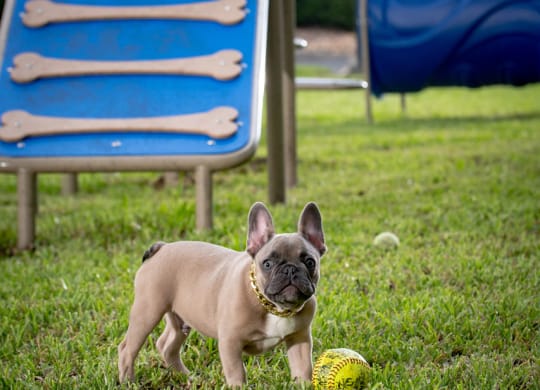 Puppy Bark Park at The Sophia at Abacoa, Jupiter, FL, 33458