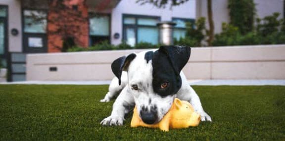 a black and white dog playing with a toy on the grass