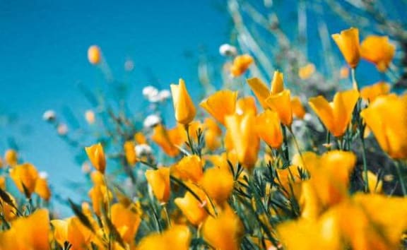a field of yellow flowers against a blue sky