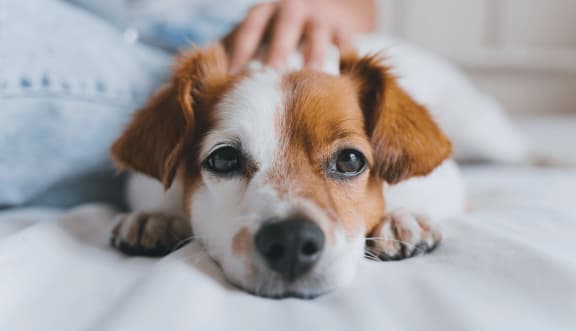a dog laying on a bed with a person petting its head