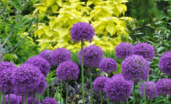 Powells Garden Federal Way, Washington Purple Flowers and Bushes