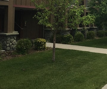 Image of tress and sidewalk on apartment lawn