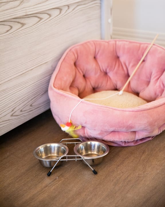 pet bed