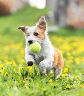 small dog running in grass with a tennis ball
