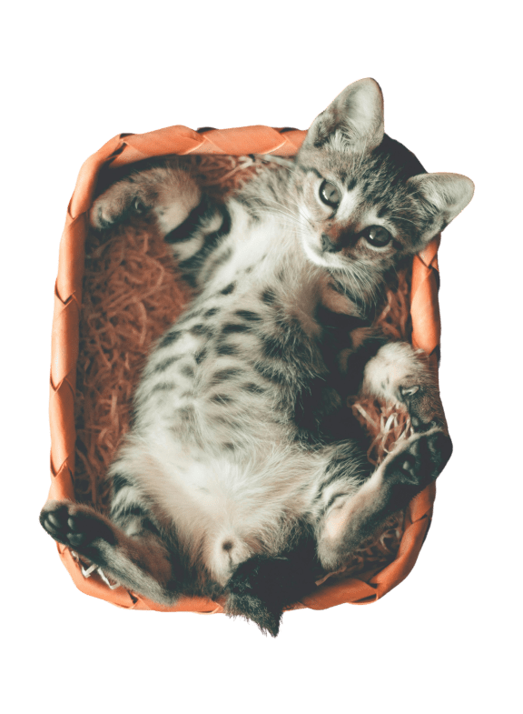 Cat in an Orange Basket at East 51 At Rocketts Landing, Richmond, 23231