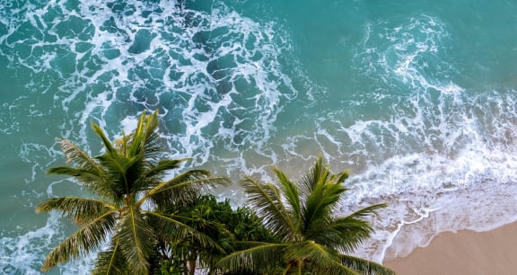 Stock image of beach and palm trees