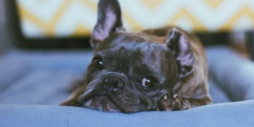Stock photo of dog in an animal bed