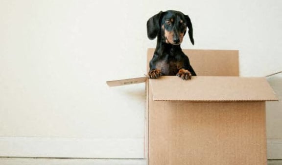 a black and brown dog sitting inside of a cardboard box