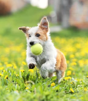 a dog running in a field with a tennis ball in its mouth