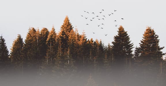 Cameron Oaks Apartments In Cameron Park Ca