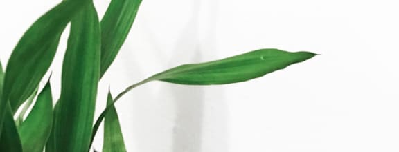 Stock Image of Long Grass in Front of White Background