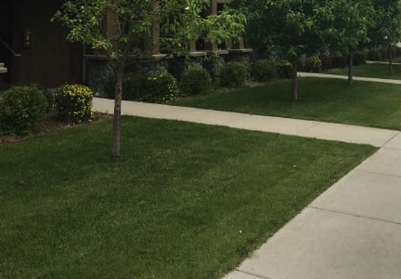 Image of trees, lawn, and sidewalk