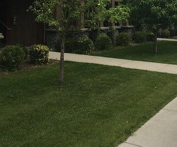Image of trees, lawn, and sidewalk