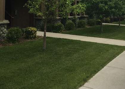 Image of trees, lawn, and sidewalk