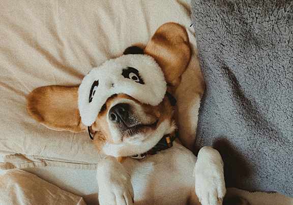 Dog Friendly at Solara, Phoenix Arizona