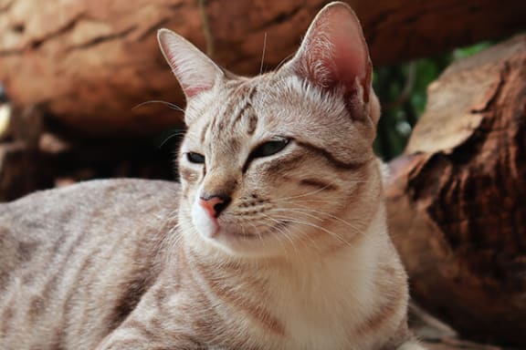 a cat laying on the ground in front of some logs