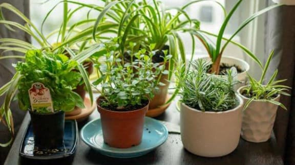 a group of potted plants sitting on a window sill