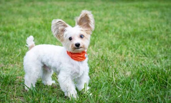 a small white dog wearing a orange bandana standing in the grass
