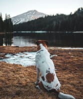 Dog Sitting in Front of Lake and Mountains