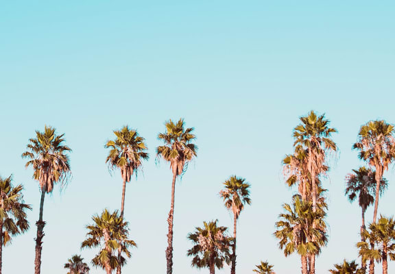  Palm trees with blue skies in the background