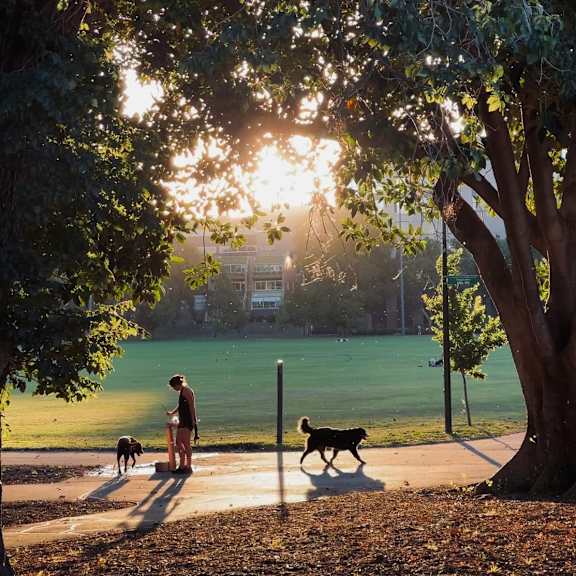 A man and his dog are walking in a park.