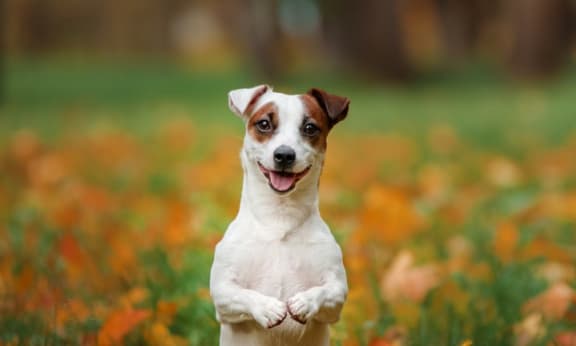 two dogs jumping in the air to catch autumn leaves
