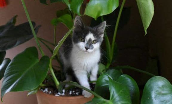 a black and white cat sitting on top of a plant