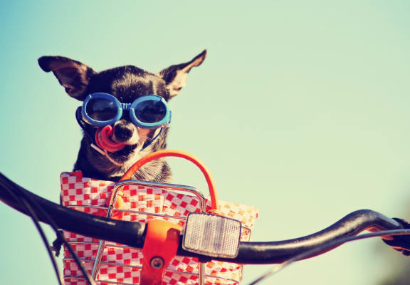 Chihuahua in Sunglasses Sitting in Bicycle Basket and Licking Side of Face
