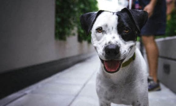 a black and white dog sitting on the sidewalk