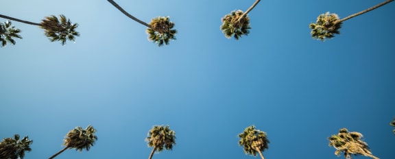 Southern California Palm Trees in Riverside, California