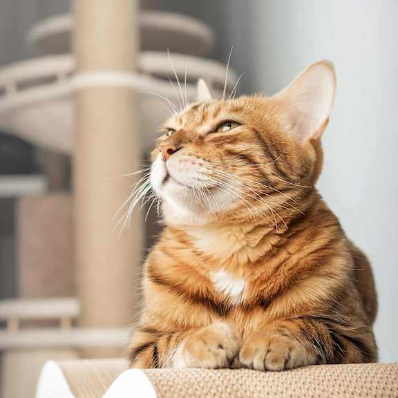 A ginger and white colored cat is sitting on a beige couch.