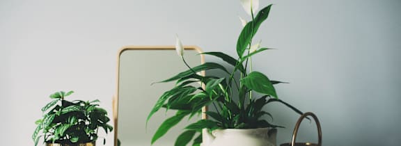A white table with a mirror, a potted plant, and a watering can.