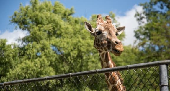 a giraffe is standing next to a fence