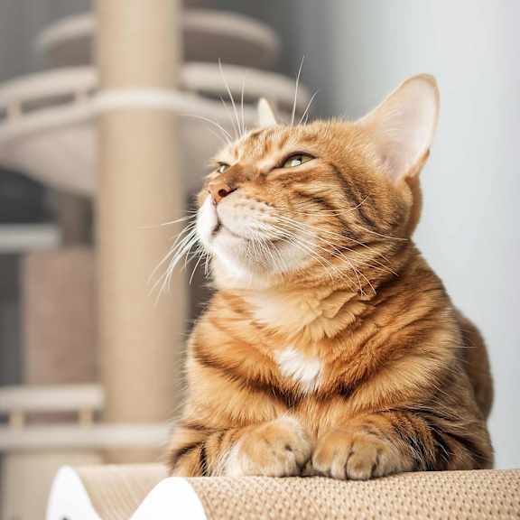 A ginger and white colored cat is sitting on a beige couch.