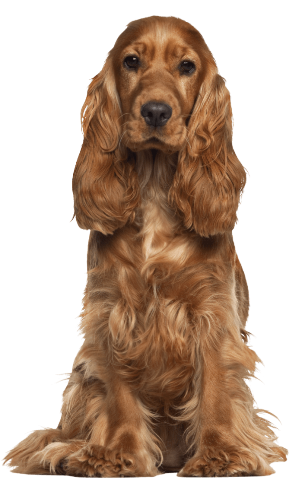 portrait of a cocker spaniel dog print