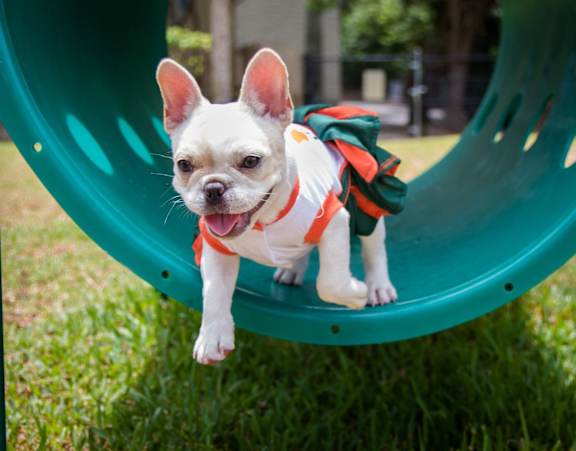 A small white dog with a red collar is sitting on a green slide.