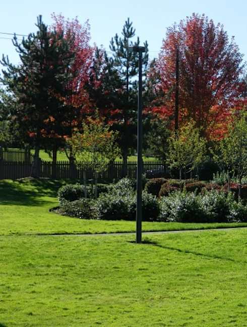A green lawn with a pathway and a tree with white flowers.
