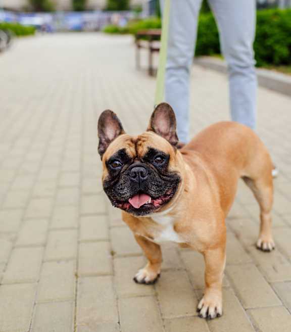 Bulldog walking with owner at Park Summit, Decatur, GA, 30033