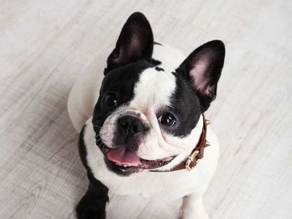 French Bulldog Smiling With Leash