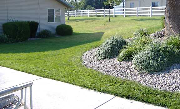 Image of the lawn