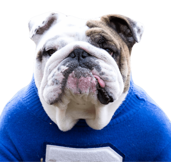 A bulldog wearing a blue sweater with a white patch on the chest.