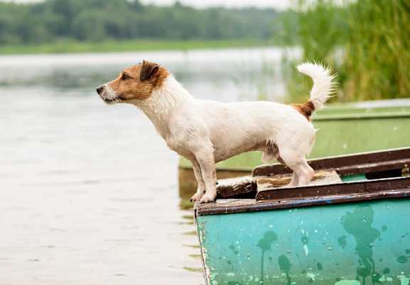 Pets Safe Community at Reedhouse, Boise, 83706