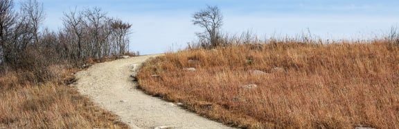 a trail through a grassy area with a blue sky in the background
